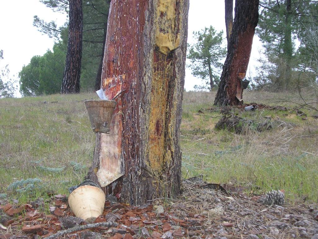Casa De La Paca Panzió Coca Kültér fotó